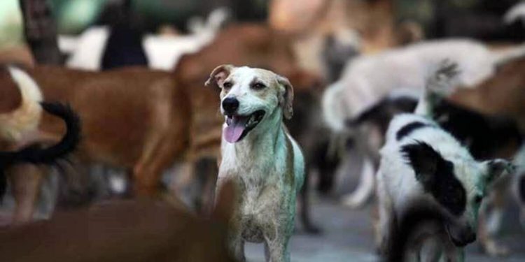 बंगाल के शहर में 3 दिनों में 200 से अधिक कुत्तों को मृत पाया गया