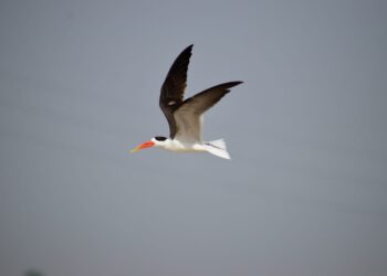 अब गंगा की रेती पर दुर्लभ प्रजाति के नन्हे इंडियन स्कीमर के वेलकम की तैयारी, सिक्योरिटी बढ़ी