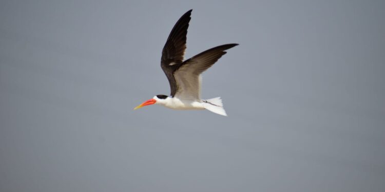 अब गंगा की रेती पर दुर्लभ प्रजाति के नन्हे इंडियन स्कीमर के वेलकम की तैयारी, सिक्योरिटी बढ़ी