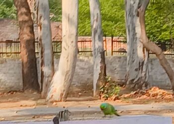 सीखो गिलहरी-तोते से(साक्षात प्रेम देखकर लिखी गयी कविता