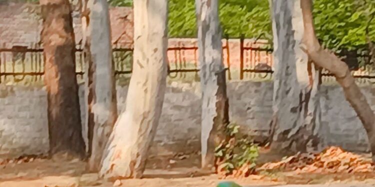 सीखो गिलहरी-तोते से(साक्षात प्रेम देखकर लिखी गयी कविता