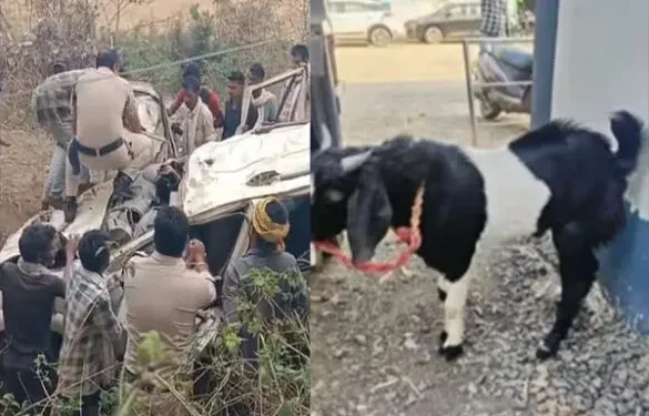 JABALPUR :सड़क हादसे में शिकार हुए बकरे की बलि देने जा रहे 4 लोग   ,हादसे में बकरा सुरक्षित