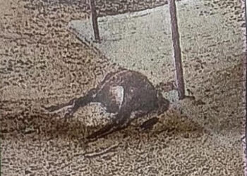 कन्नौज: नन्दनी गौशाला का हाल बेहाल, कई जानवर मरे