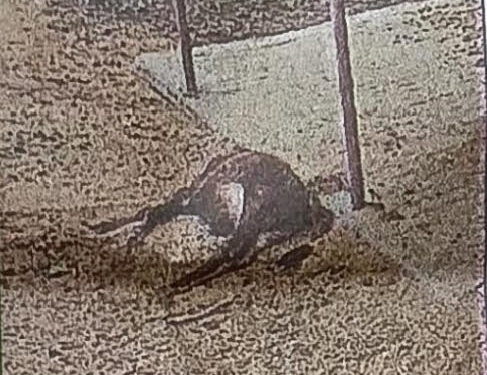 कन्नौज: नन्दनी गौशाला का हाल बेहाल, कई जानवर मरे