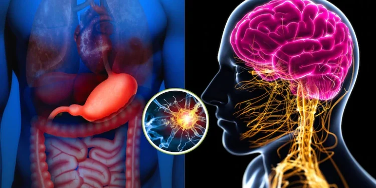 Health Tips: साइंस का चौंकाने वाला सच,आपकी आंतों का दिमाग से है खास संबंध