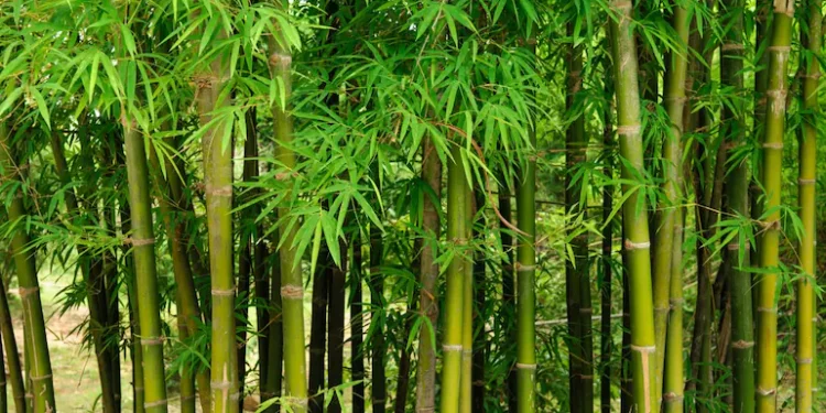 बंजर जमीन में भी ताबड़तोड़ कमाई का अवसर देती है ये खेती