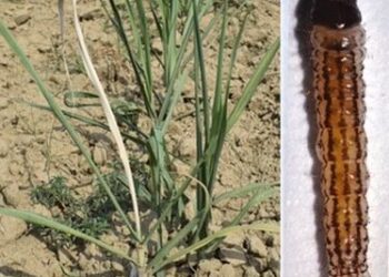 LUCKNOW-गन्ने की फसल पर अंकुर-चोटी बेधक कीट का खतरा